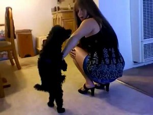 perro cachondo acaba a mujer - video viral