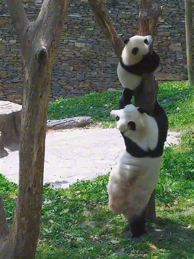 C’mon Mommm, five more minutes! | explore.org