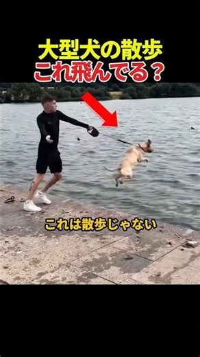 The dog is extremely excited, and the owner's survival instincts are activated.