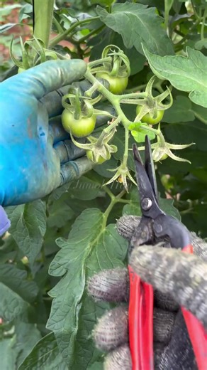 Essential Tomato Farming Tips for Success