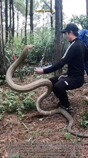 Close Call! Massive King Cobra Suddenly Turns on Handler Mid-Display 🐍