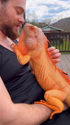 Why People Catch These Giant Lizards #shortsfeed