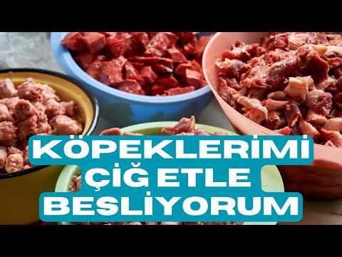 What should I pay attention to when feeding BARF? What are the advantages of feeding my dog ​​BARF?
