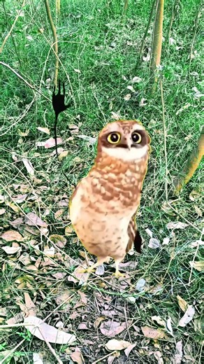 Owl dancing ne mujhe dara diya pat 28 #comedy funny shortsFeed shorts trending#cutebaby