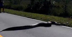 A 15-foot Burmese Python seen crossing road in Everglades National Park