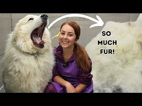 A legendary transformation on huge guardian dog 😮 | Great Pyrenees