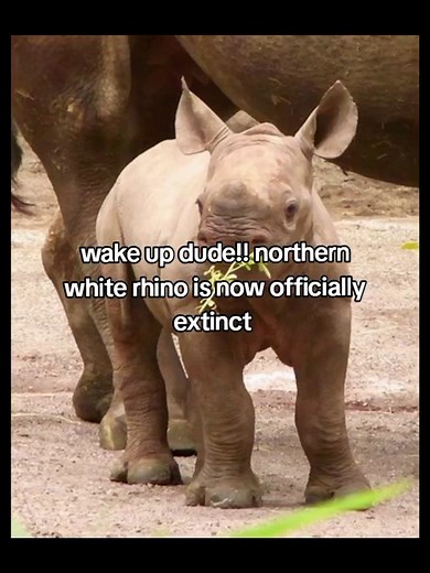 The northern white rhino is now officially extinct!! but, there is a rhino left but it's a southern white rhino there's a 16,000 - 18,000 left. I'm so sad to hear this 🥲🥹🥺🥹😥😢😓 let us just pray for the soutern white rhino and to the other animals to🥹#rhino #extinct #fyp #rhino #officially