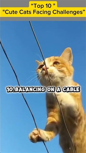 #cute#funny#cat#Top 10 Cute Cats Facing Challenges”