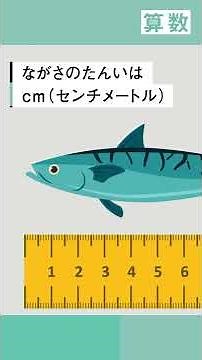 【小2 算数】ものさしで長さをはかってみよう