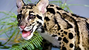 716K views · 3.5K reactions | Aiya and Shigu are two five-month-old clouded leopard cubs at Tampa's Lowry Park Zoo. They're so playful, we could barely keep them in frame! Sadly, habitat loss and vicious black market demand mean clouded leopards like them are quite endangered in the wild. | Great Big Story | Facebook