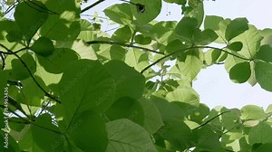 View from below of the leaves and yellow flowers of the golden shower tree, also called as Cassia Fistula, the national flower and tree of Thailand.