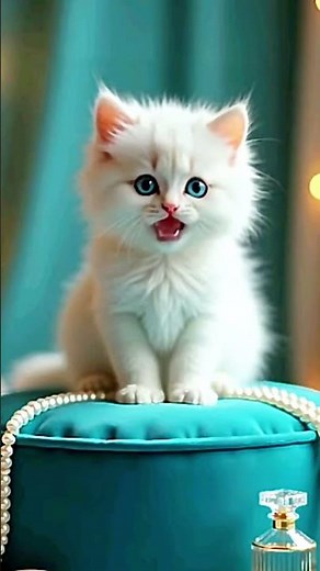 🫶🇺🇸Psssttt 🇺🇸🫶#catsong