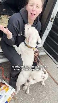 Stray Pittie Gets Rescued — Then Helps Save Her Terrified Twin an Hour Later | The Dodo