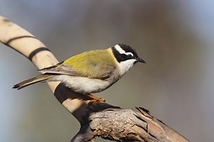Black chinned honeyeater - Alchetron, the free social encyclopedia