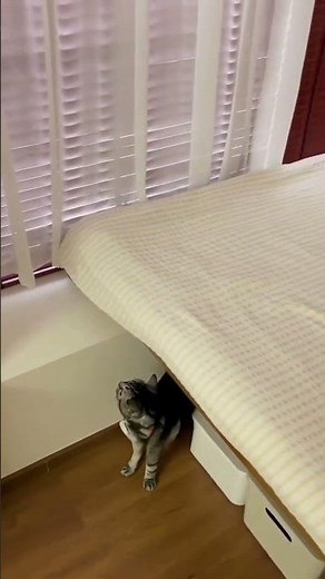 えっ、窓台がベッドの脚に！？斬新すぎる寝室アイデア😱🛏️ #窓台活用 #DIYベッド #寝室アイデア #狭い部屋対策 #収納工夫 #home #furniture #shorts #家具