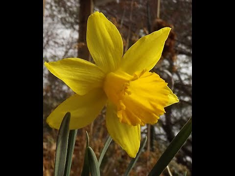 Best Early Blooming Flowers for the Spring Garden