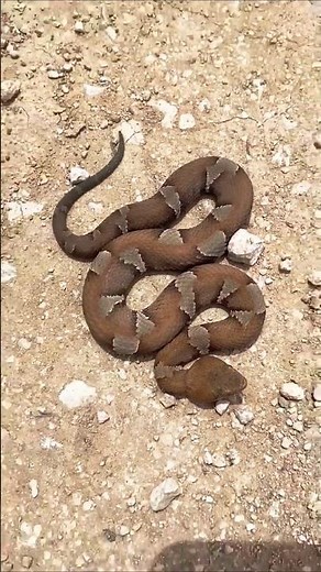 “Nature’s Master of Disguise – The Eastern Copperhead”