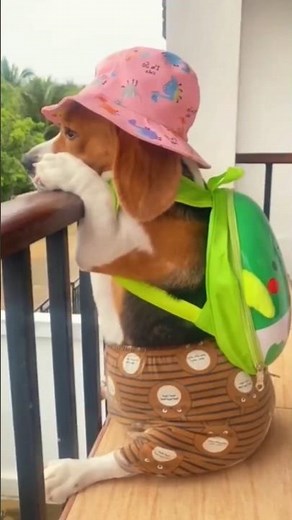 Funniest Dogs Ever! Cute Puppies, Dancing Dogs, Cool Sunglasses & Adorable Dog Moments 🐶🤣