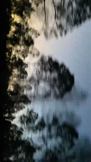 Tree line sunset 🌅