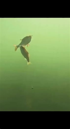 Expert Tips for Catching Big Fish While Fishing