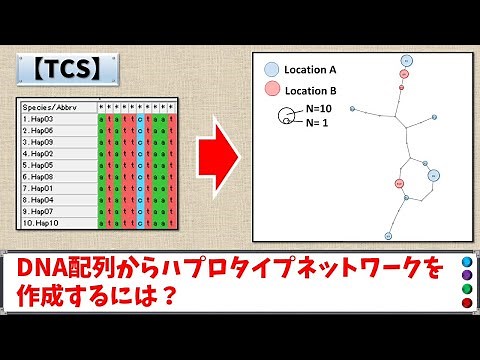 【TCS】TCS1.21 の 使い方・ハプロタイプネットワーク / Haplotype Network