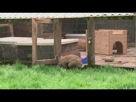 Kaninchen draußen halten