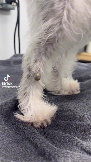 The largest tick I’ve ever seen! #fyp #dogs #doggrooming #mikeyandthedogs #dogsbylogan | It’s Mike TV