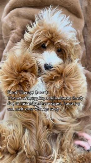 After a long day of being a girl, I deserve my belly rub 💓 Works every time! . . . . #labradoodlepuppy #labradoodles #miniaustralianlabradoodle #labradoodleoftheday #labradoodlepuppies #labradoodle_dogs #miniaturelabradoodle #labradoodlecentral #labradoodledaily #labradoodlepup #minilabradoodles #labradoodlelover | Hales Australian Labradoodles
