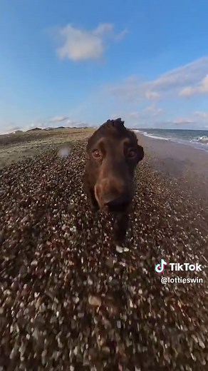 Cocker Spaniel's Excited Swim Adventure