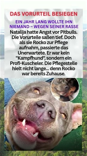 Rocko: Vom Tierheim ins Herz 🐾