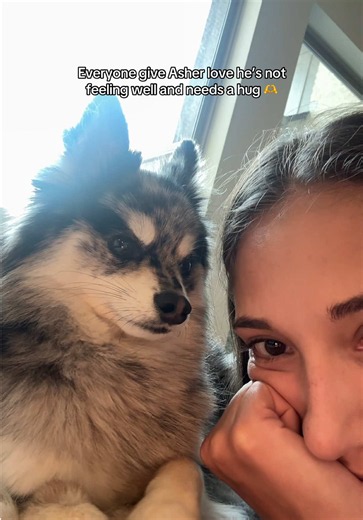 Asher the Pomski: How to Comfort a Sick Dog