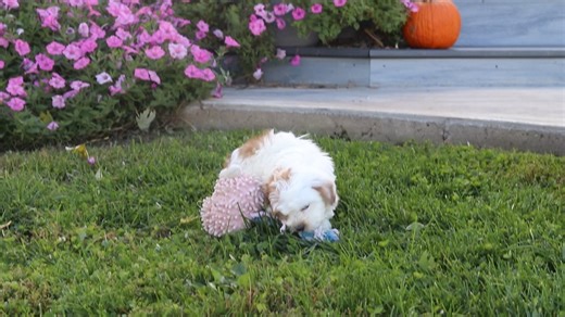 Havapoo puppy for sale