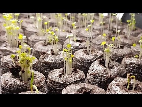 Jiffy Seed starting Greenhouse kit