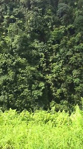 9.3K views · 401 reactions | While visiting Kona, I highly recommend you take the two-hour drive to Akaka Falls. My family visited yesterday and I took this video of the waterfall. The hike to the falls is paved and not difficult. The surrounding foliage, creeks, and flowers are like something you'd see in a fairy tale. Simply breathtaking! | 365 Things To Do In Kona, HI | Facebook