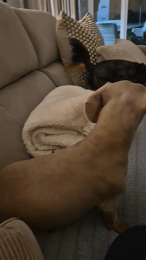 Well noone else listens to me is this house so why should these 2 🤣🤣 No play fighting on the sofa I said!! Naughty sausages 🙄 | Just Like Home