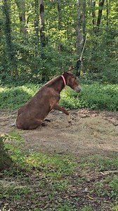 16K views · 239 reactions | Jolene having a nice dirt bath after her...