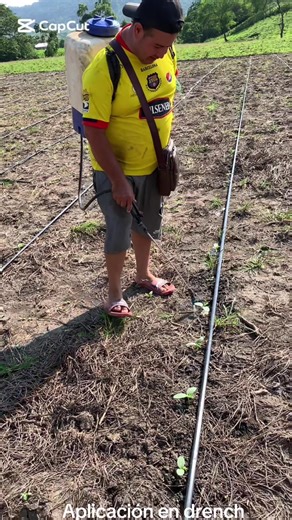 Aplicación vía drech (Radicular) en el cultivo de pepino -Con la aplicación se mejora el sistema radicular de las plantas y por ende la asimilación de nutrientes #pepino #manabi #ecuador #horticulture #agronomia @Microvit