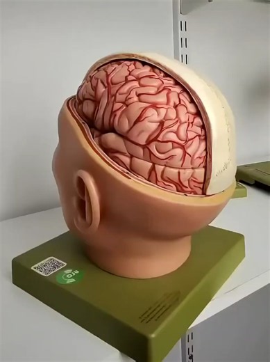 Un coup à l'arrière de la tête est particulièrement dangereux car il cible des zones cérébrales vitales et peut entraîner des lésions profondes. *Proximité du tronc cérébral : Cette région contrôle les fonctions autonomes indispensables comme la respiration, le rythme cardiaque et la pression artérielle. *Contrôle de la vision : Le lobe occipital, situé à l'arrière, traite l'information visuelle et peut être endommagé. *Effet de