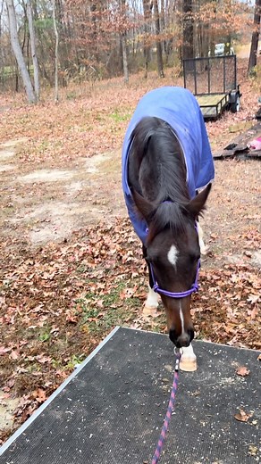 Today’s Special: How To Teach Your Colt to Load in 20 Minutes or Less! Guys… trailers don’t have to be scary and teaching horses to load well will ALWAYS be a hill I will die on. #breedforbrains | Kerianne Skelly