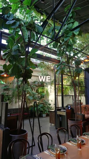 We challenge anyone to grow a bigger fiddle leaf fig in Australia. | Rupert