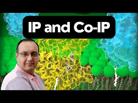 Immunoprecipitation and Co-Immunoprecipitation | Protein-Protein Interactions