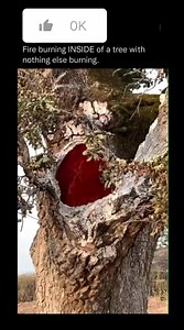 Can we reach 1M this month? So why does only the inside burn and not the trunk? It's due to the moisture content of the tree held just below the bark. When a lightning bolt passes through a tree, the sappy interior is a better conductor than the wood, and it heats the sappy interior to temperatures close to boiling point.Checkout Unexplained Mysteries for more facts and daily amazing content. #trending #OMG #viral #video #viralreels #viralvideo #Real #realestateagent #viralpost #viralshorts #vir