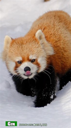 バージンスノーを歩くレッサーパンダのギン（2016年3月2日撮影）