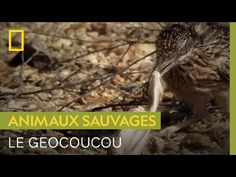 Le Géocoucou de Californie, un oiseau extrêmement rapide... quand il court