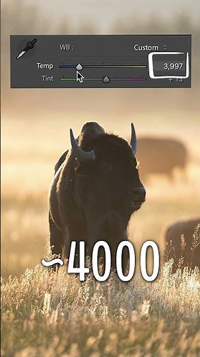 This Trick Helps You Get PERFECT White Balance in Your Photos!
