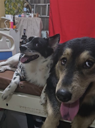 ma, i'm sorry #dogtok #dogsofttiktok #goberian #japanesespitz #doggo