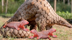 Close-up of pangolin giving birth 😮 👉👉👉 Join our group : Animals Life | Bravo Animals