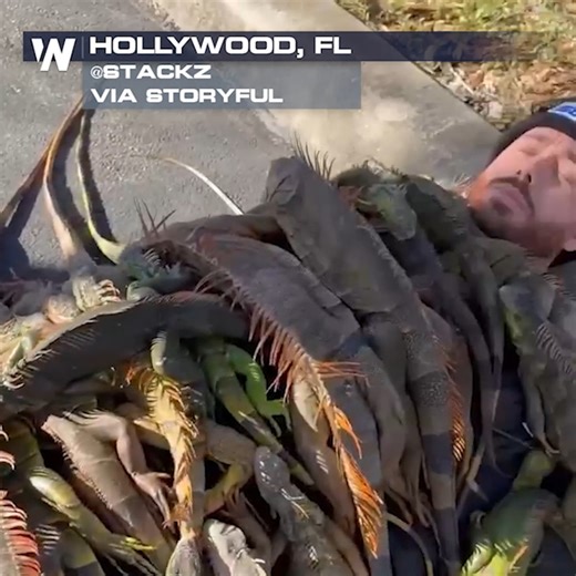 FLORIDA MAN: A Florida man made a "blanket of frozen iguanas" as record cold dipped into the Sunshine State on Sunday. MyFWC Florida Fish and Wildlife says more than 1,000 of the invasive reptiles were turned in on Sunday alone. #FLwx | WeatherNation