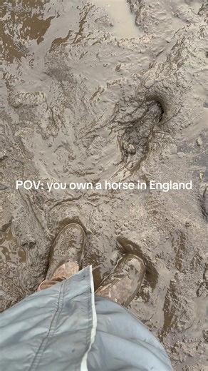 Owning a Welsh Pony in England: The Equestrian Experience