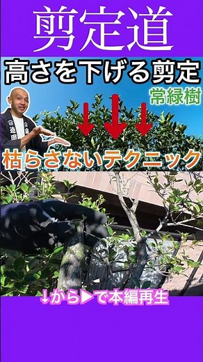 Pruning to reduce height: A detailed explanation for those who don't want to kill their trees - E...